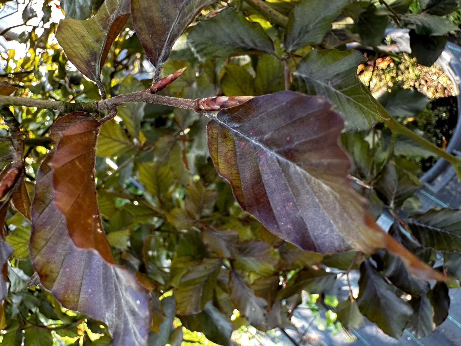 Fagus sylvatica 'Purpurea Pendula' (Buk pospolity 'Purpurea Pendula')