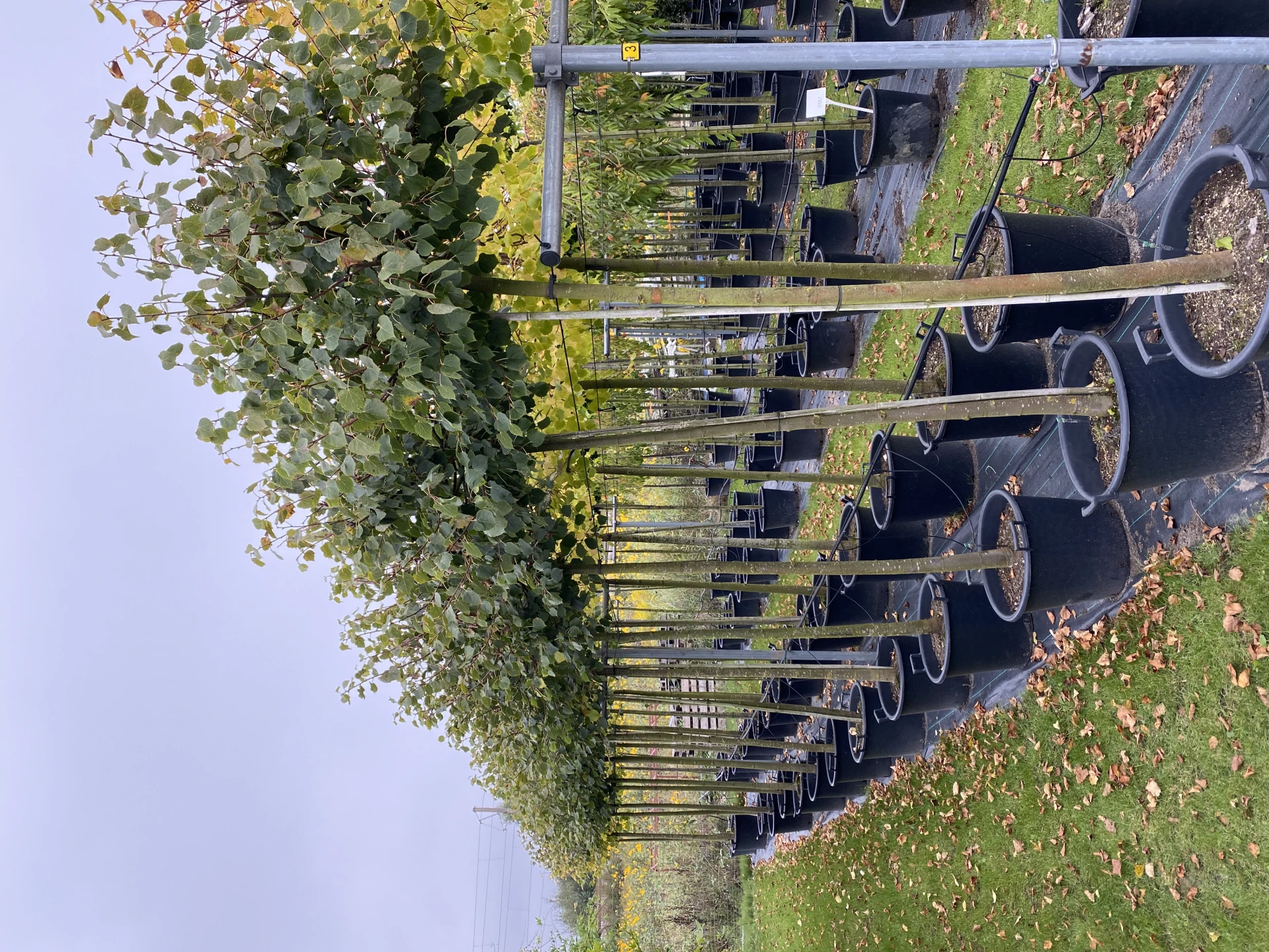 Tilia cordata 'Green Globe' ( Lipa drobnolistna 'Green Globe')