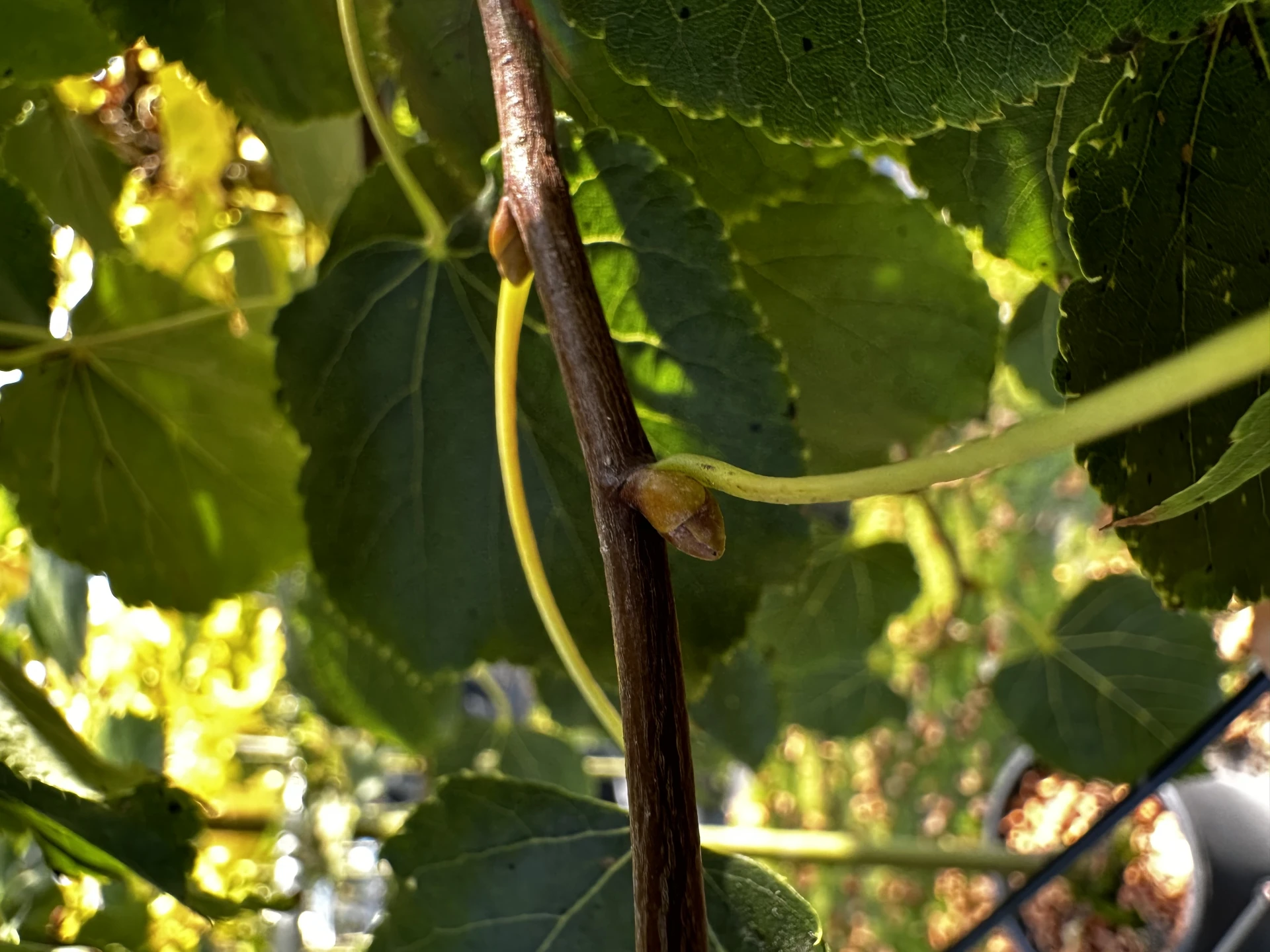 Tilia cordata 'Green Globe' ( Lipa drobnolistna 'Green Globe')