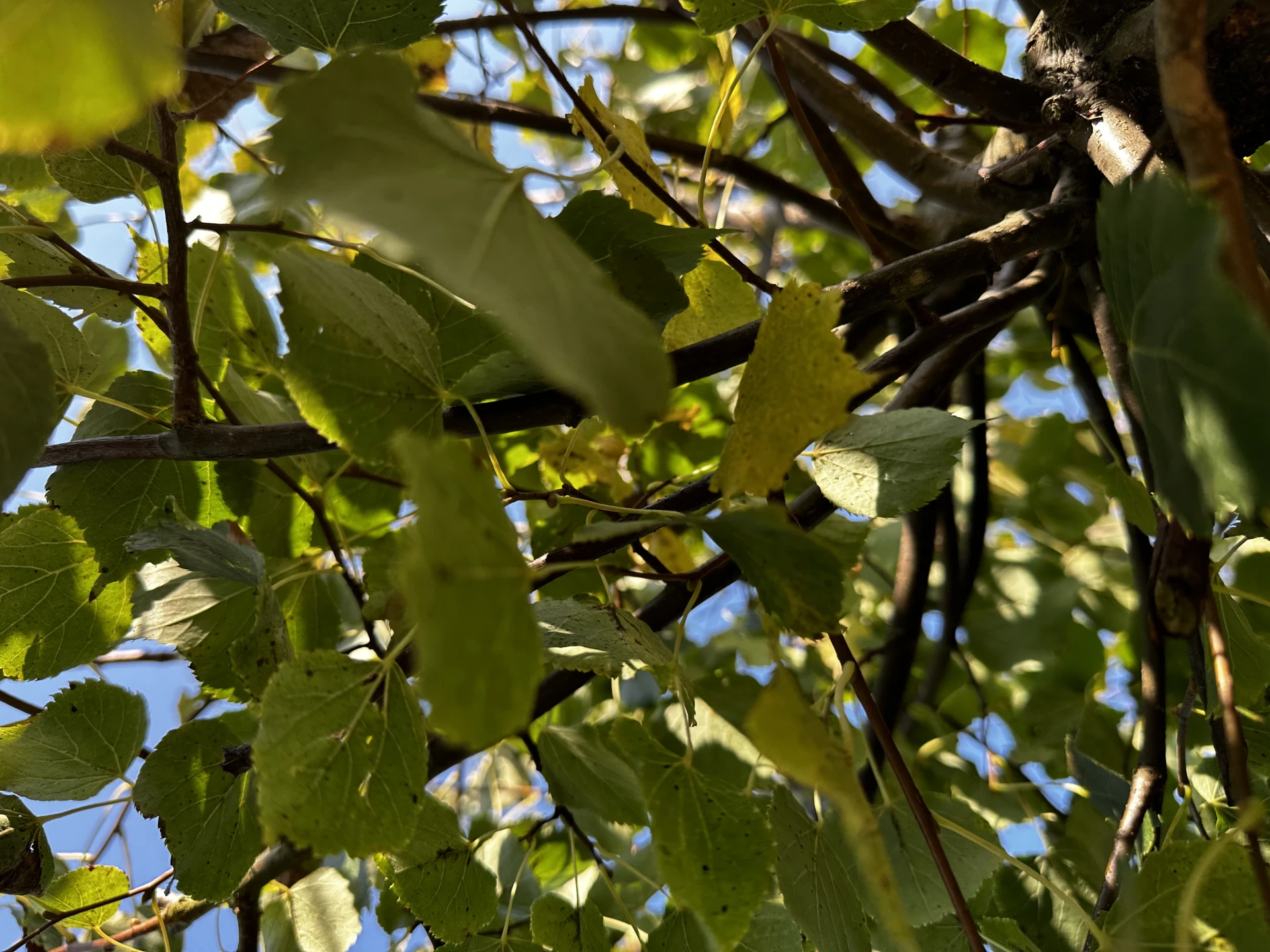 Tilia cordata 'Green Globe' ( Lipa drobnolistna 'Green Globe')
