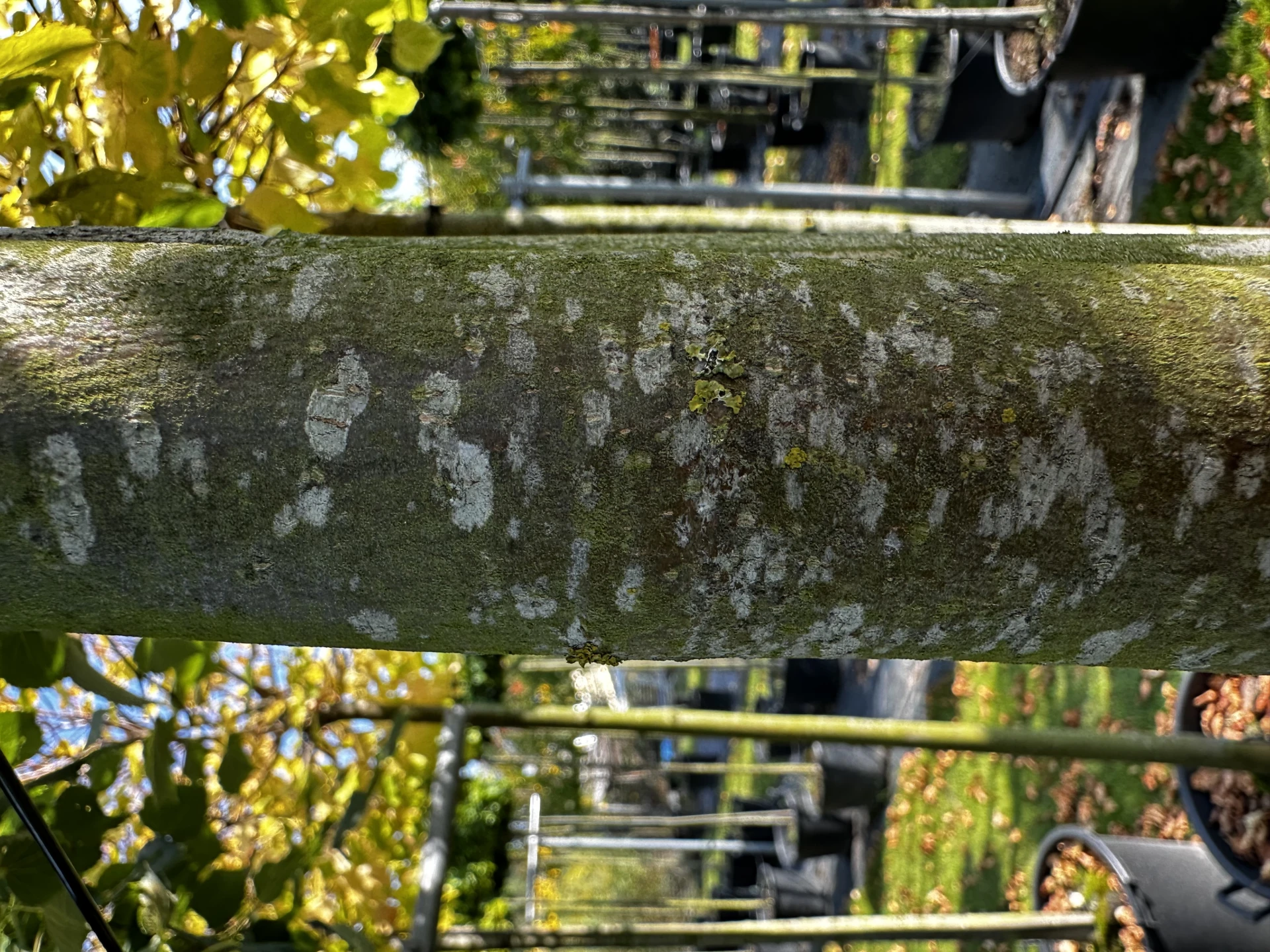 Tilia cordata 'Green Globe' ( Lipa drobnolistna 'Green Globe')