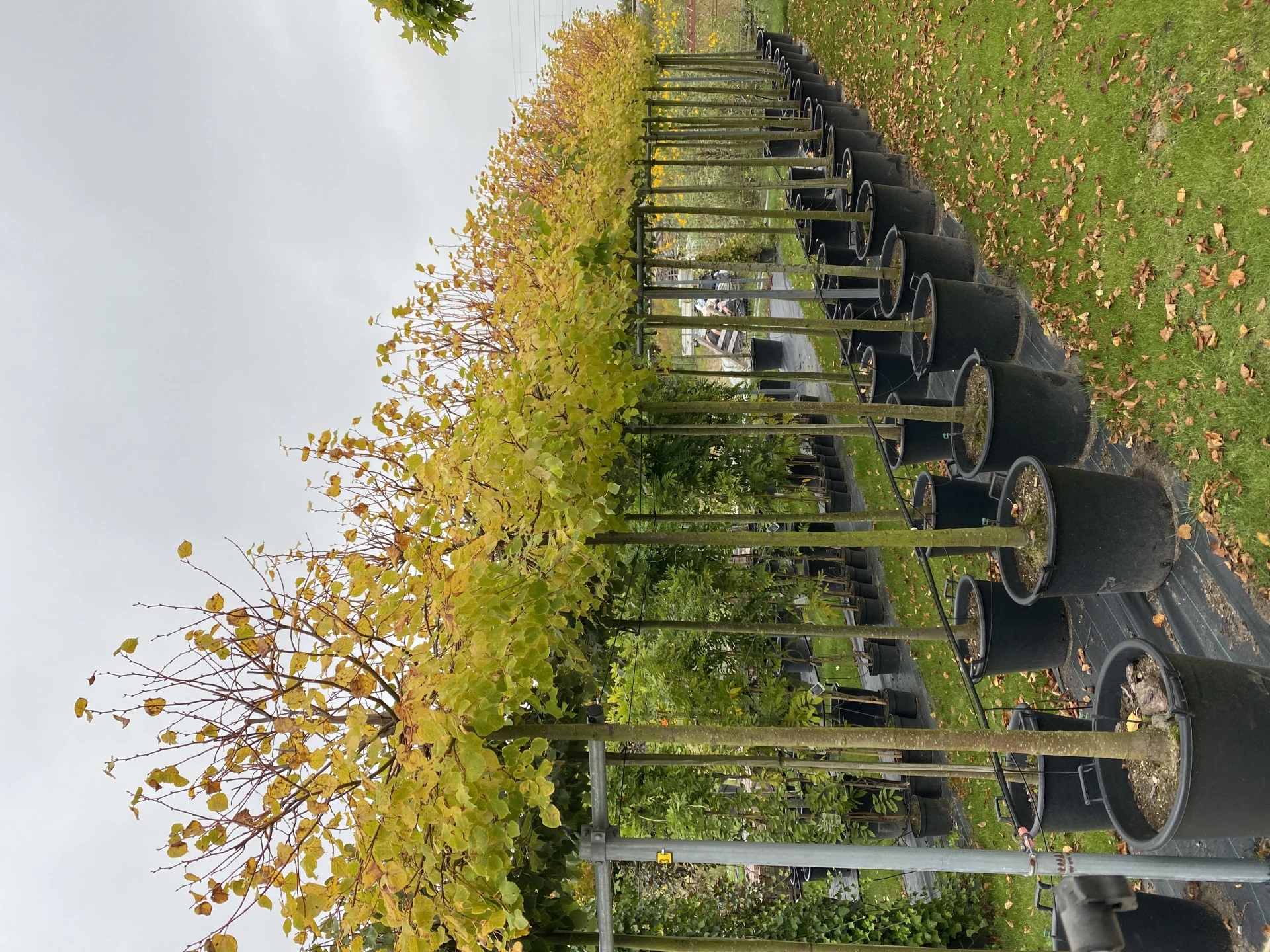 Tilia cordata 'Winter Orange' ( Lipa drobnolistna 'Winter Orange')