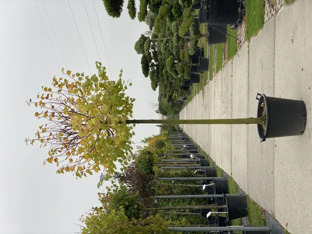 Tilia cordata 'Winter Orange' ( Lipa drobnolistna 'Winter Orange')