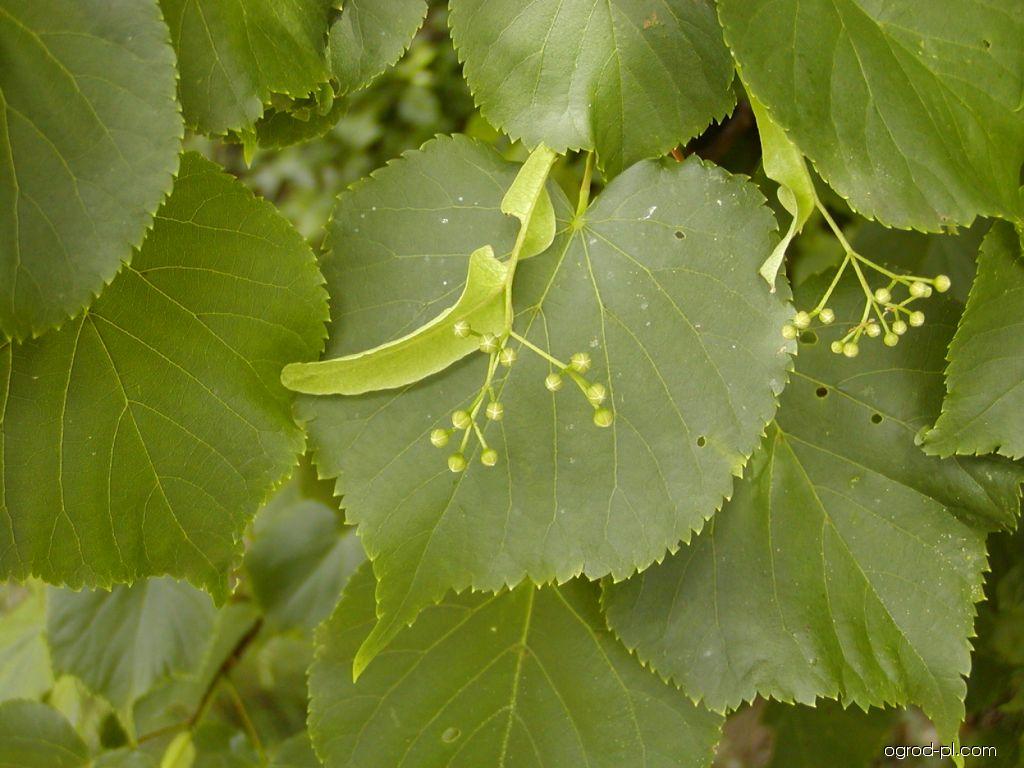 Tilia cordata 'Winter Orange' ( Lipa drobnolistna 'Winter Orange')