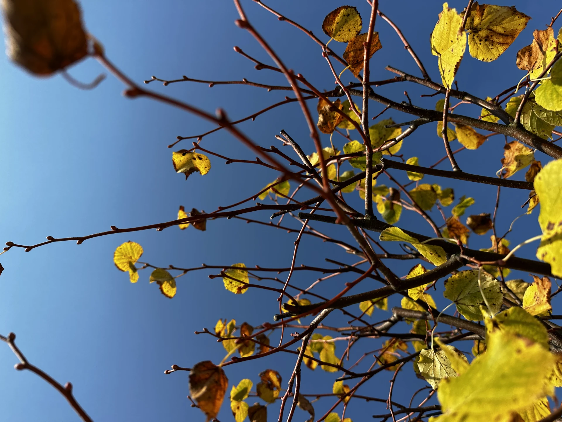 Tilia cordata 'Winter Orange' ( Lipa drobnolistna 'Winter Orange')