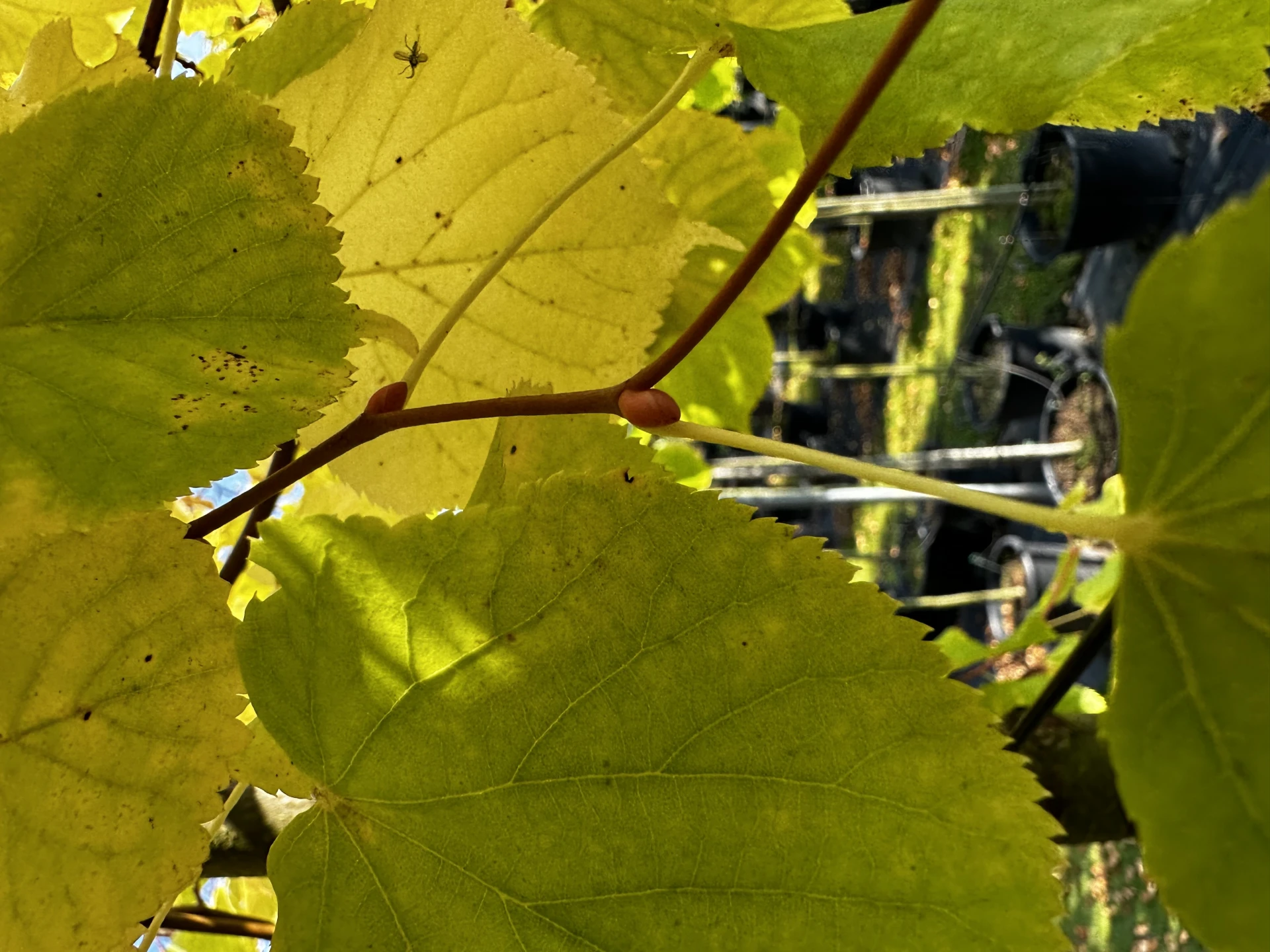 Tilia cordata 'Winter Orange' ( Lipa drobnolistna 'Winter Orange')