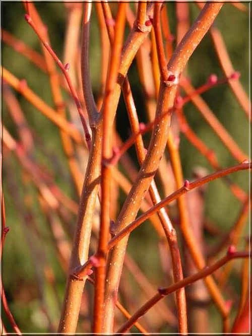 Tilia cordata 'Winter Orange' ( Lipa drobnolistna 'Winter Orange')