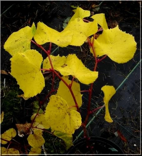 Tilia cordata 'Winter Orange' ( Lipa drobnolistna 'Winter Orange')