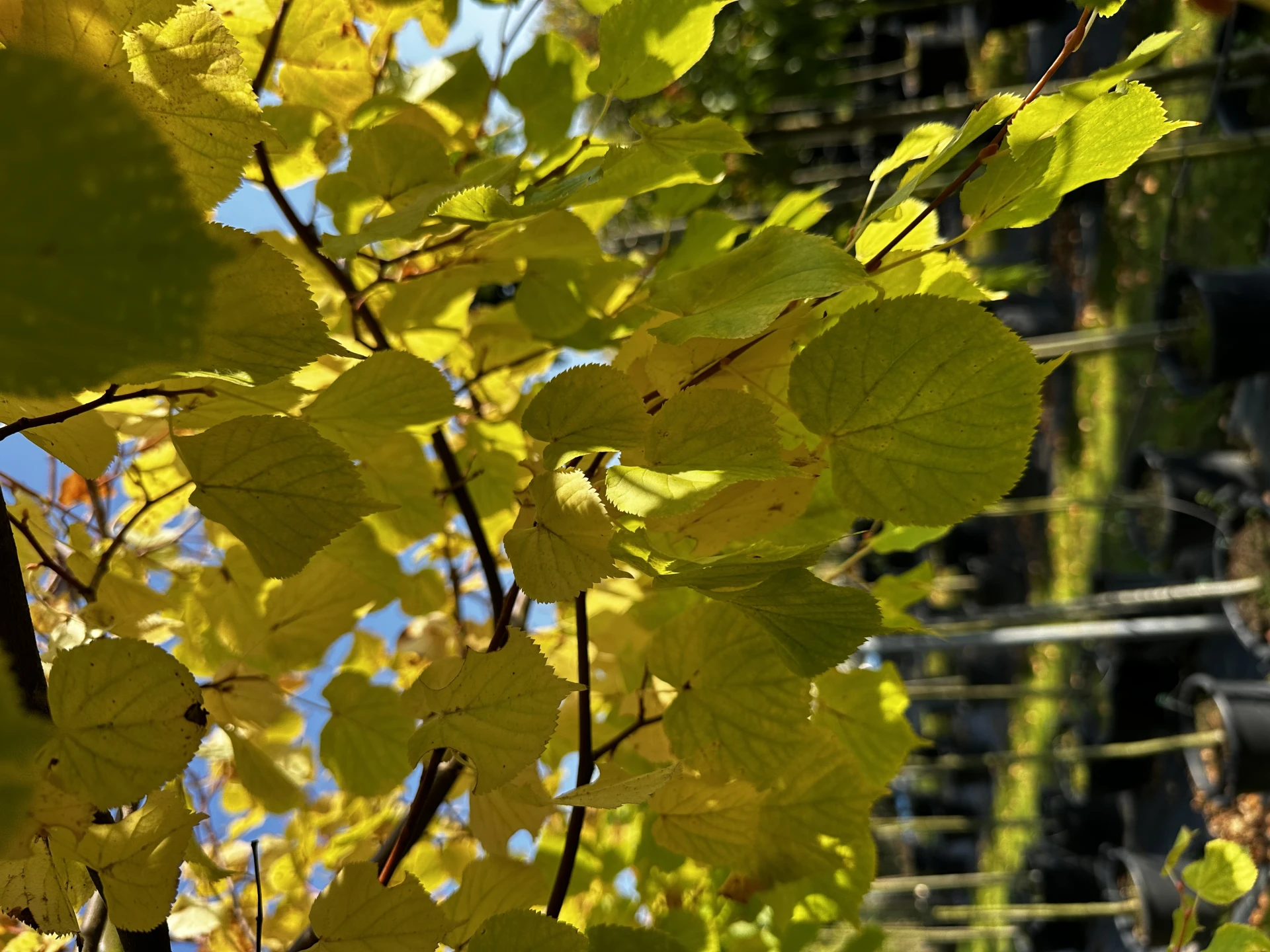 Tilia cordata 'Winter Orange' ( Lipa drobnolistna 'Winter Orange')
