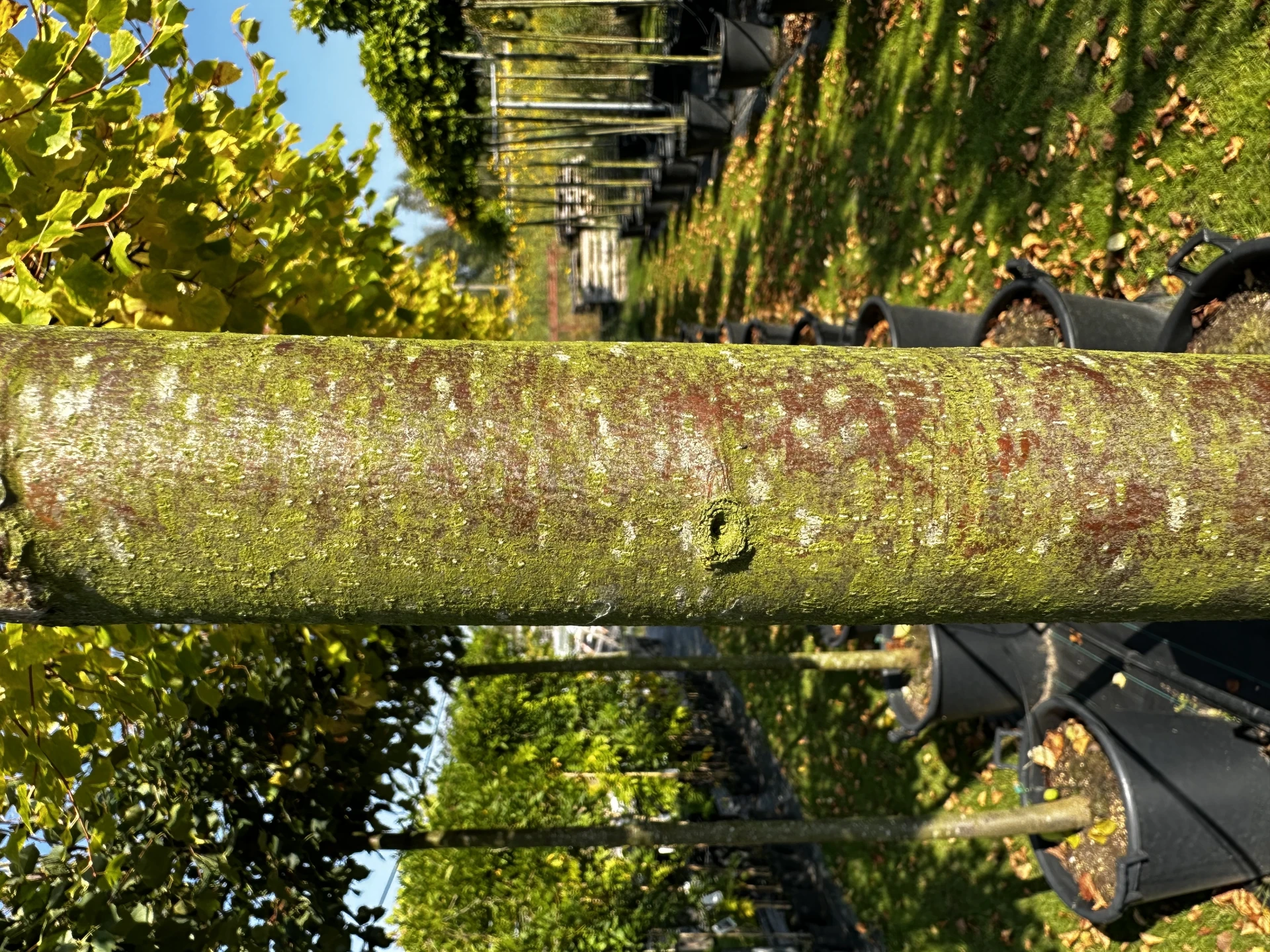Tilia cordata 'Winter Orange' ( Lipa drobnolistna 'Winter Orange')