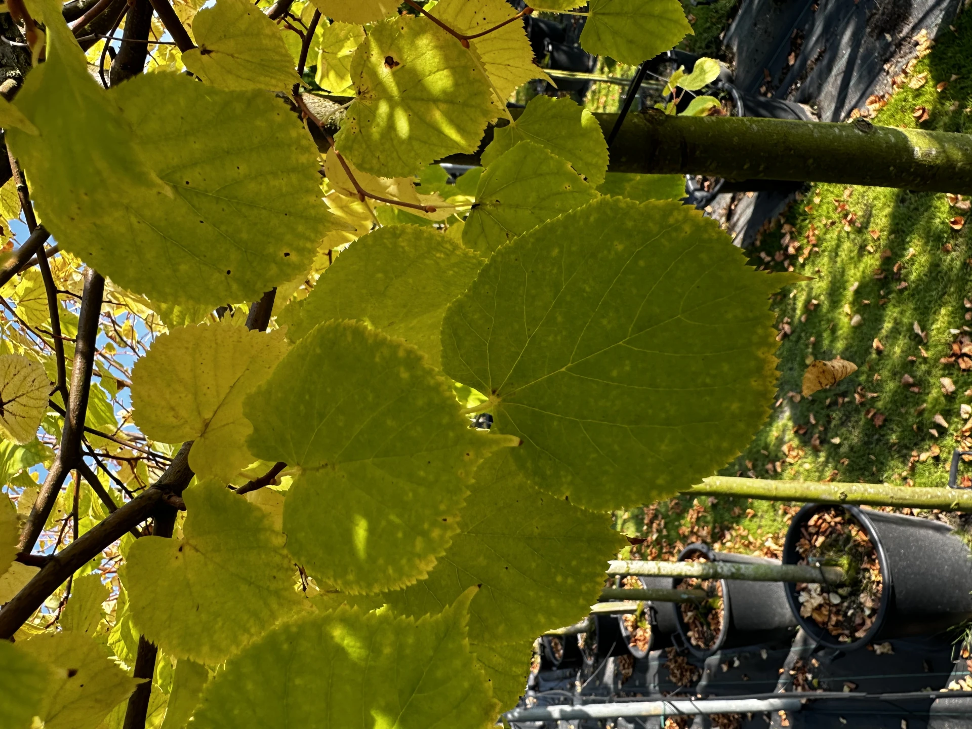 Tilia cordata 'Winter Orange' ( Lipa drobnolistna 'Winter Orange')