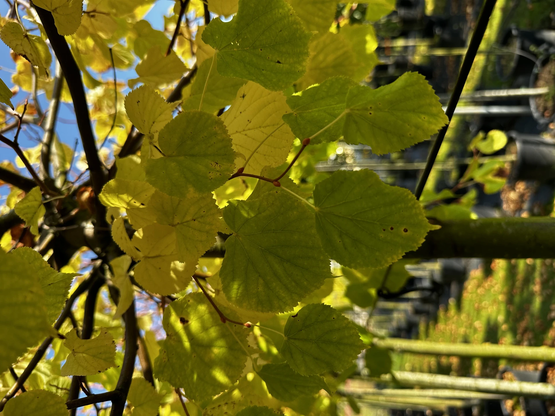Tilia cordata 'Winter Orange' ( Lipa drobnolistna 'Winter Orange')