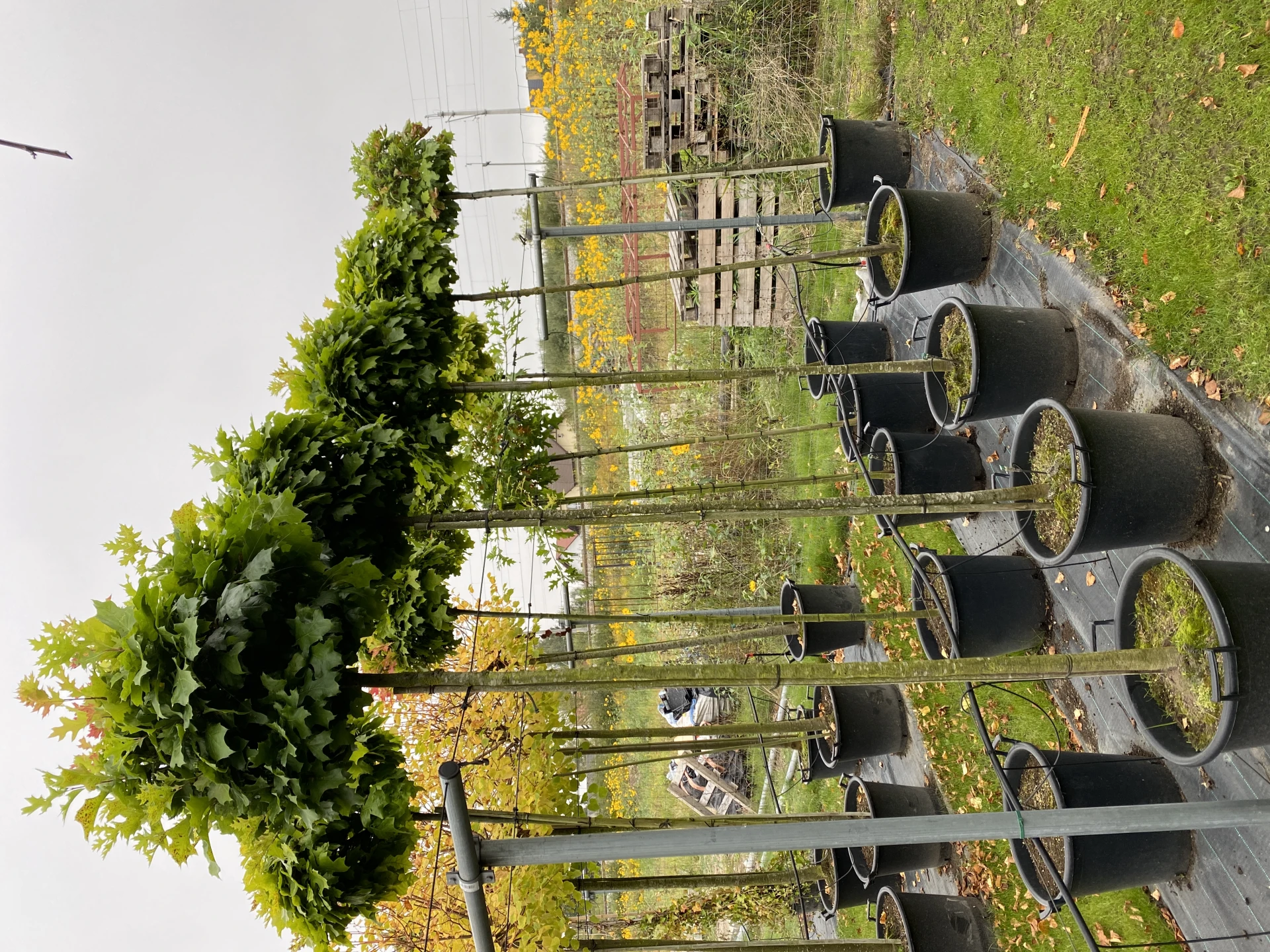 Quercus palustris 'Green Dwarf' (Dąb błotny 'Green Dwarf')