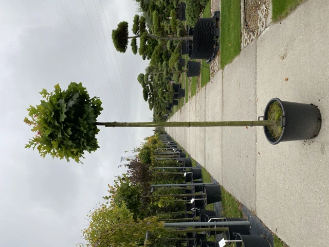Quercus palustris 'Green Dwarf' (Dąb błotny 'Green Dwarf')
