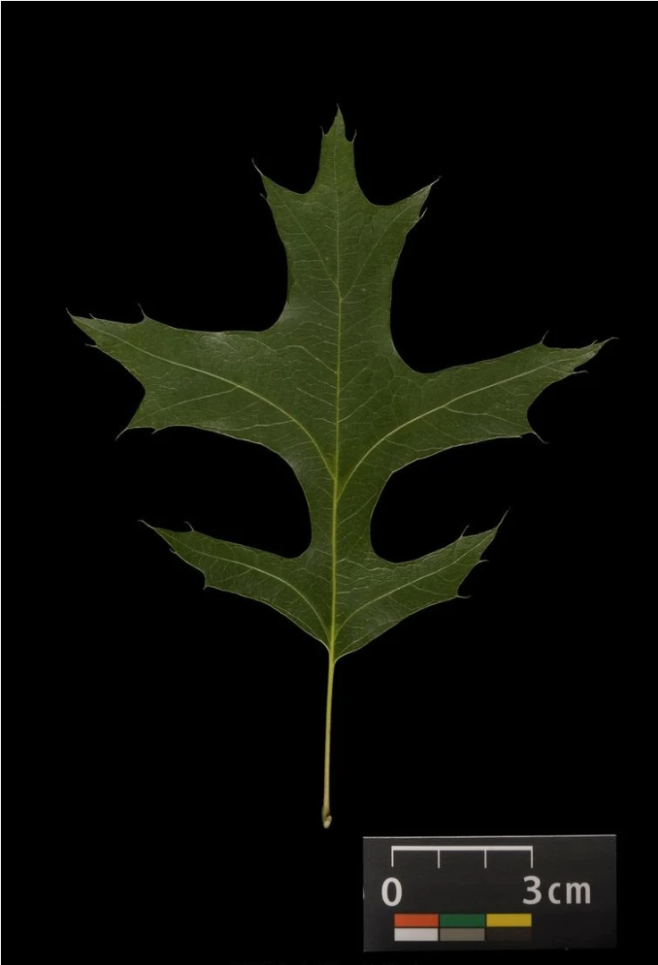 Quercus palustris 'Green Dwarf' (Dąb błotny 'Green Dwarf')