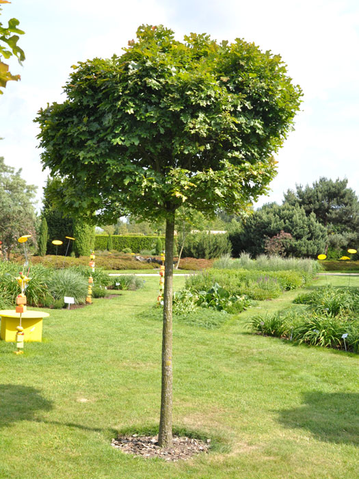 Quercus palustris 'Green Dwarf' (Dąb błotny 'Green Dwarf')