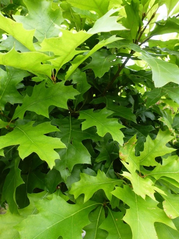 Quercus palustris 'Green Dwarf' (Dąb błotny 'Green Dwarf')