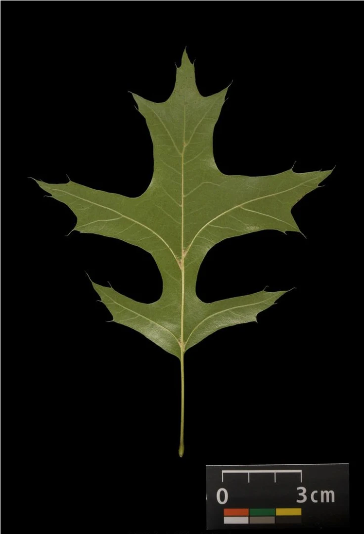 Quercus palustris 'Green Dwarf' (Dąb błotny 'Green Dwarf')