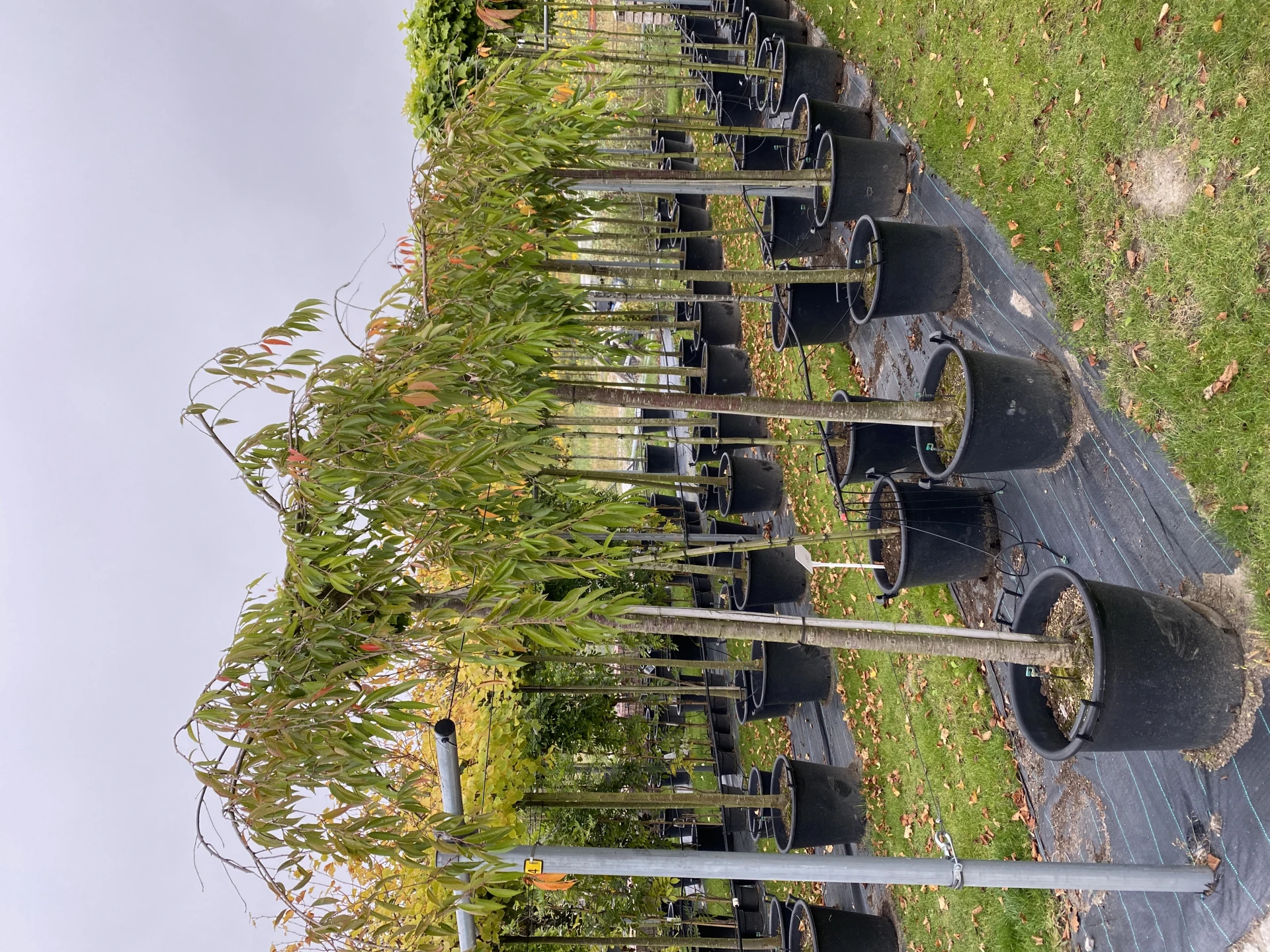 Prunus x subhirtella 'Pendula Plena Rosea' (Wiśnia różowa 'Pendula Plena Rosea')