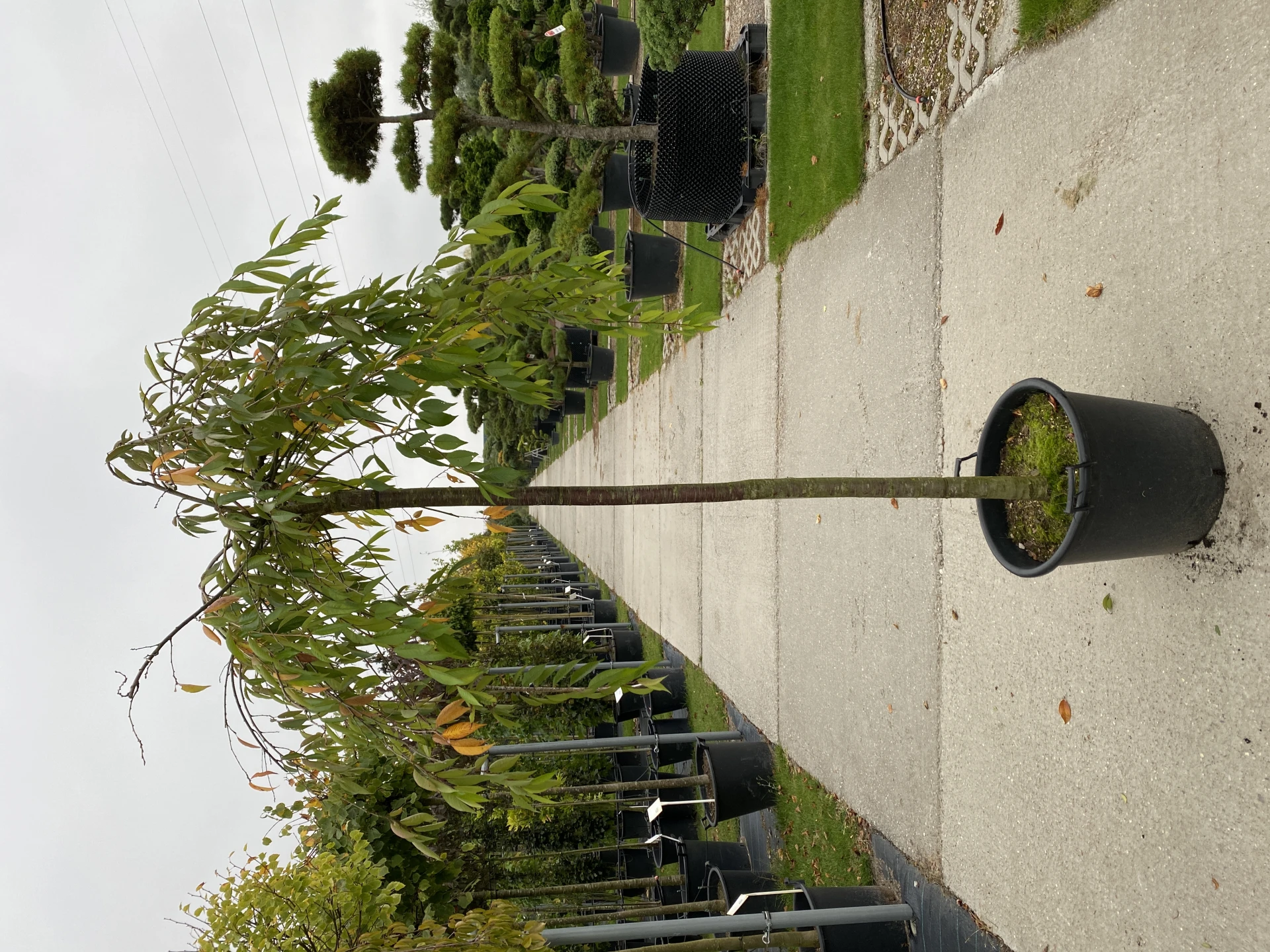 Prunus x subhirtella 'Pendula Plena Rosea' (Wiśnia różowa 'Pendula Plena Rosea')