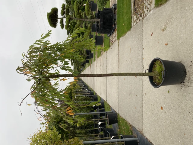 Prunus x subhirtella 'Pendula Plena Rosea' (Wiśnia różowa 'Pendula Plena Rosea')