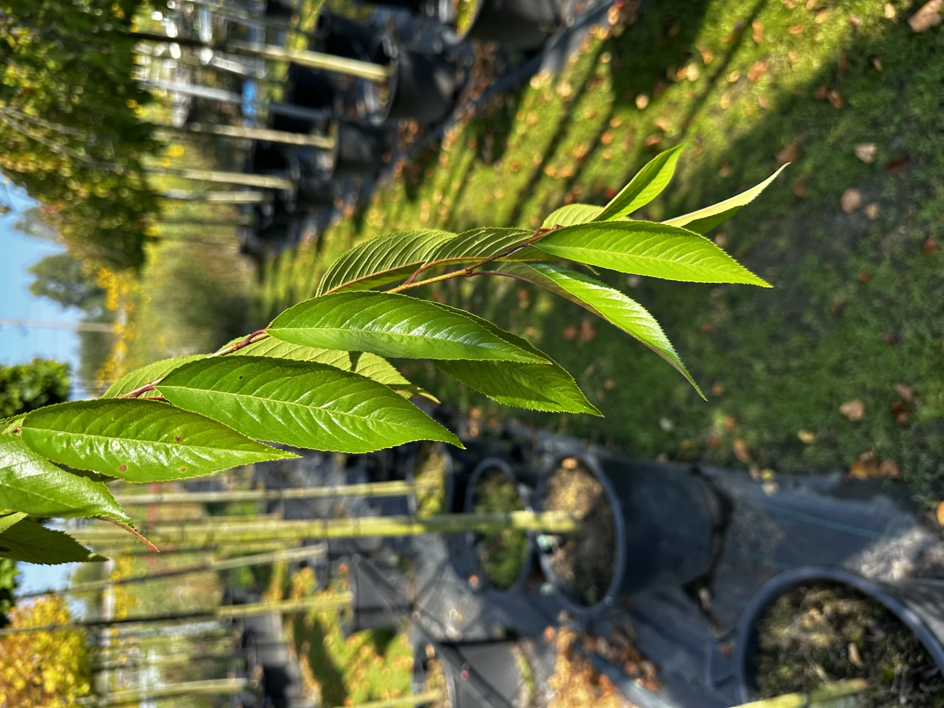 Prunus x subhirtella 'Pendula Plena Rosea' (Wiśnia różowa 'Pendula Plena Rosea')