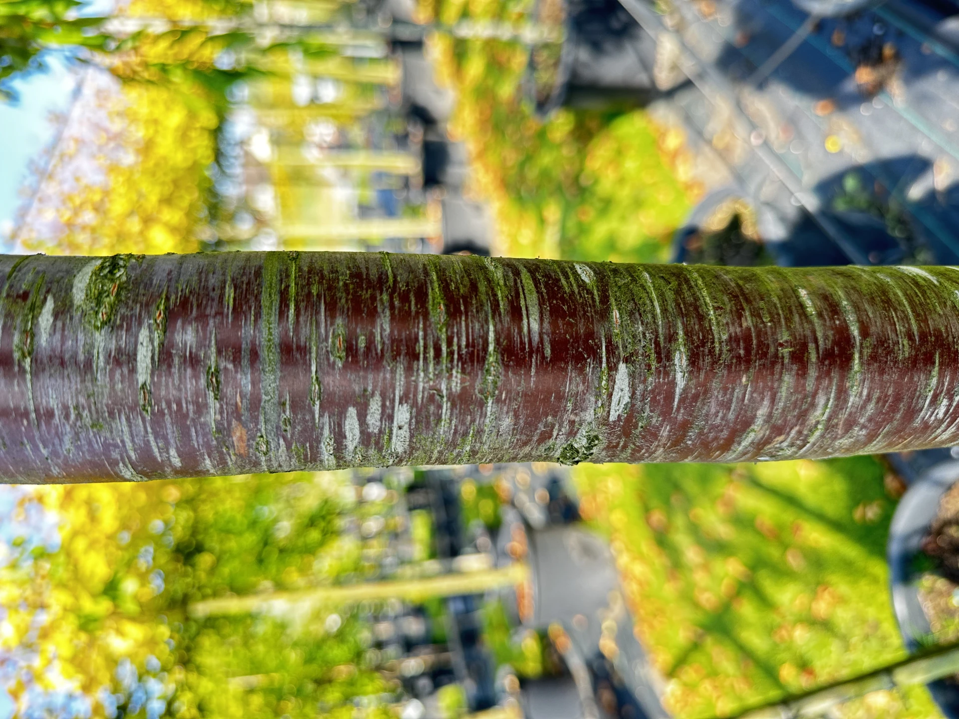 Prunus x subhirtella 'Pendula Plena Rosea' (Wiśnia różowa 'Pendula Plena Rosea')