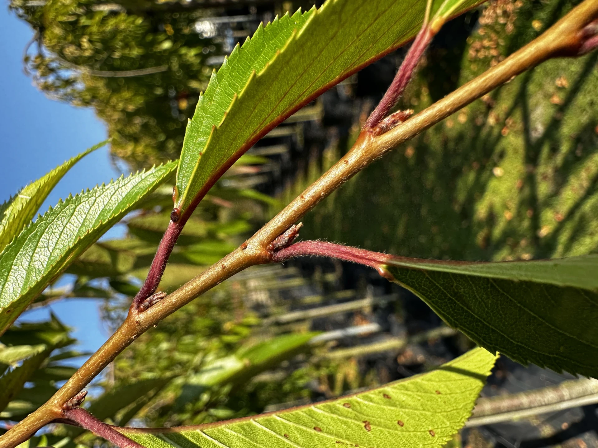 Prunus x subhirtella 'Pendula Plena Rosea' (Wiśnia różowa 'Pendula Plena Rosea')