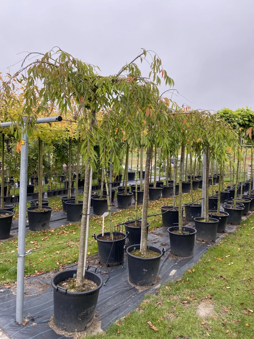 Prunus x subhirtella 'Pendula Plena Rosea' (Wiśnia różowa 'Pendula Plena Rosea')