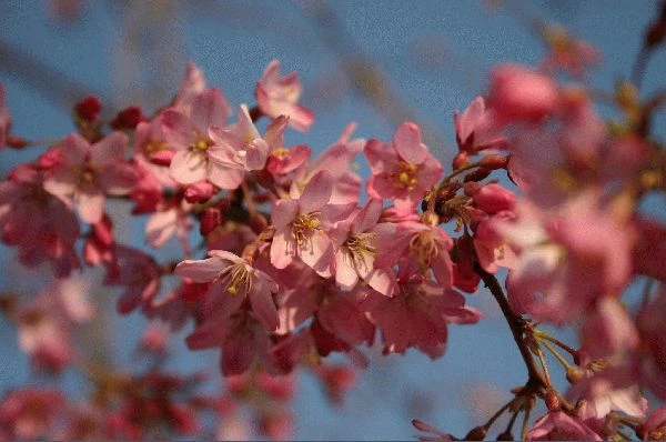 Prunus x subhirtella 'Pendula Plena Rosea' (Wiśnia różowa 'Pendula Plena Rosea')