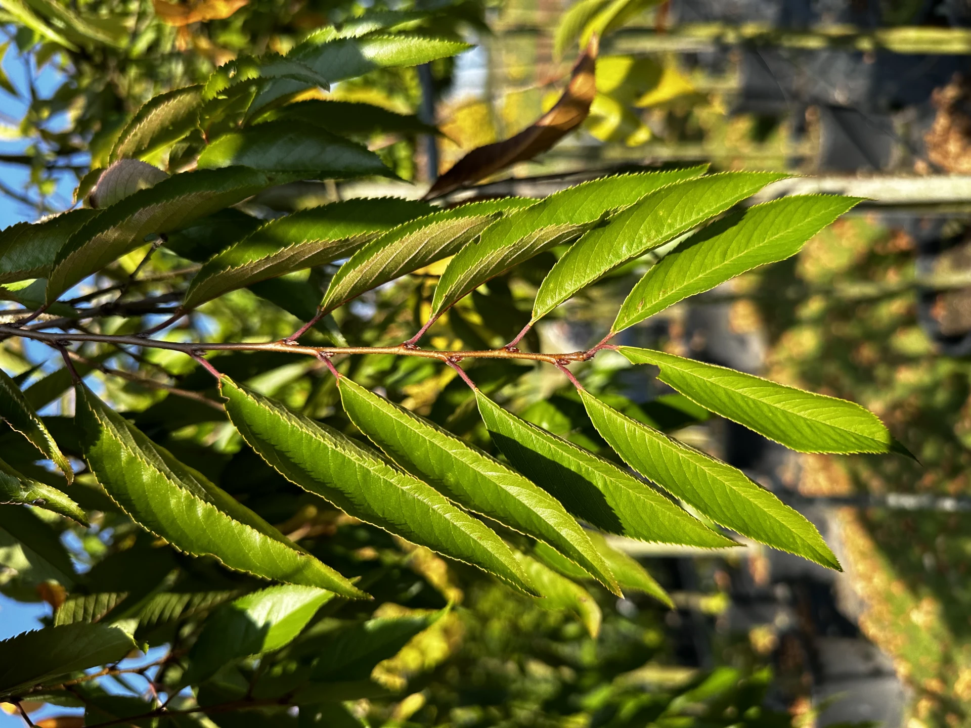 Prunus x subhirtella 'Pendula Plena Rosea' (Wiśnia różowa 'Pendula Plena Rosea')