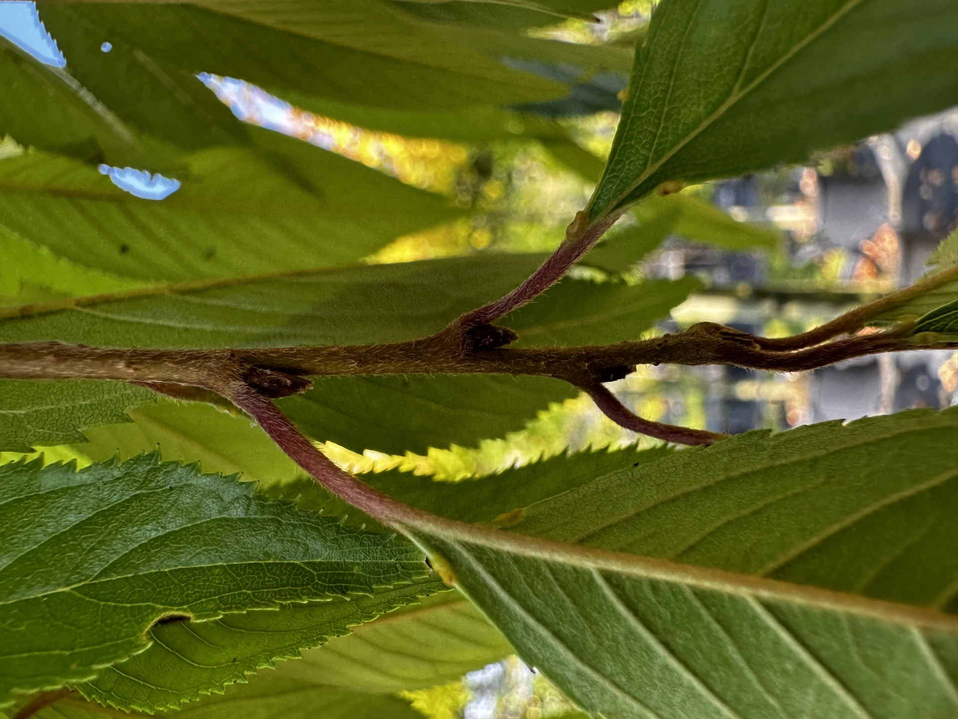 Prunus x subhirtella 'Pendula Plena Rosea' (Wiśnia różowa 'Pendula Plena Rosea')