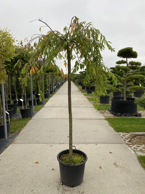 Prunus x subhirtella 'Pendula Plena Rosea' (Wiśnia różowa 'Pendula Plena Rosea')