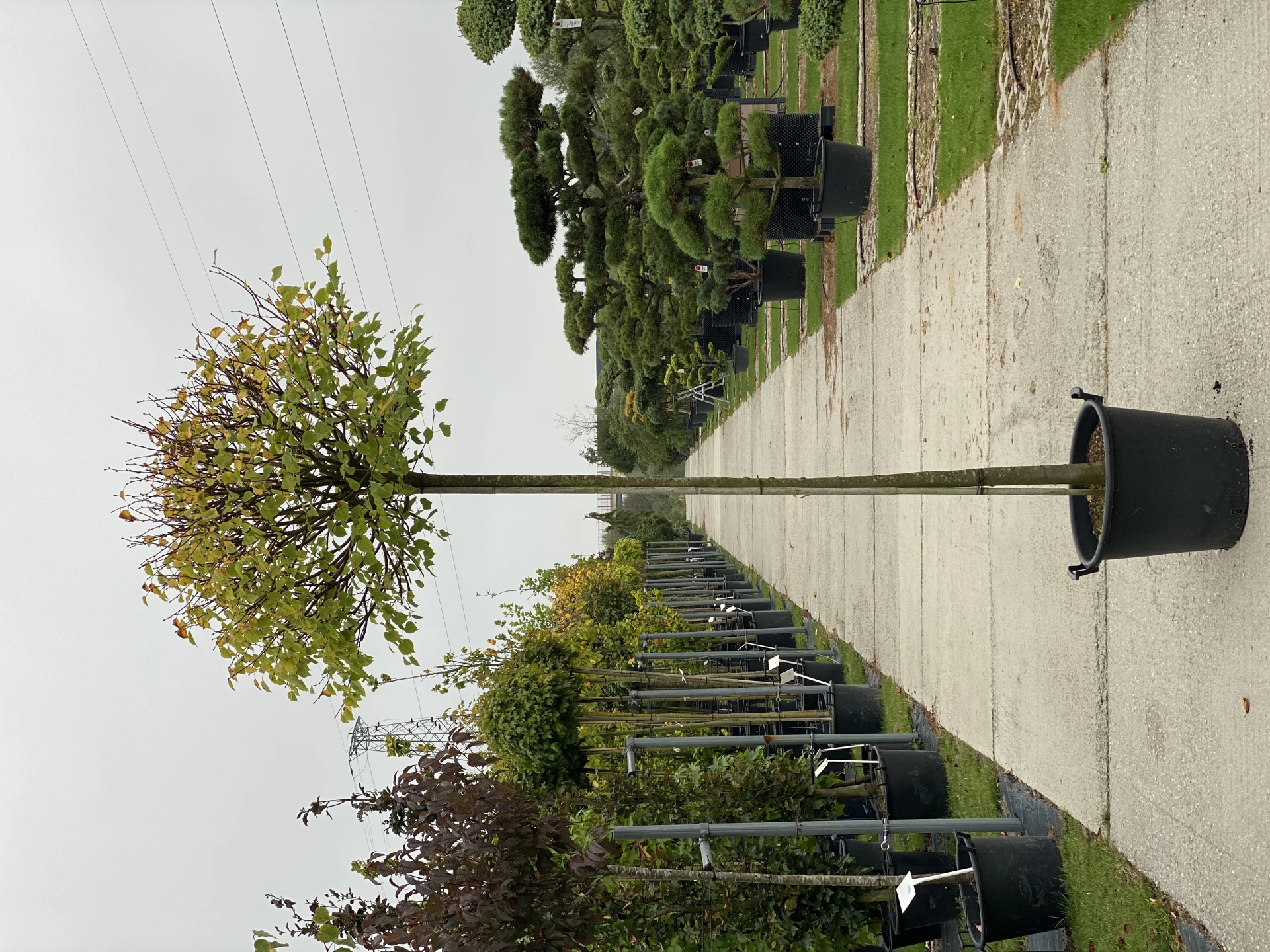 Tilia cordata 'Green Globe' ( Lipa drobnolistna 'Green Globe')