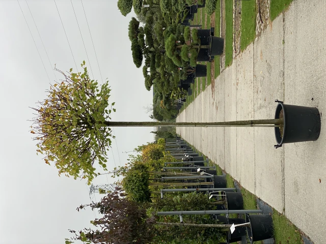Tilia cordata 'Green Globe' ( Lipa drobnolistna 'Green Globe')