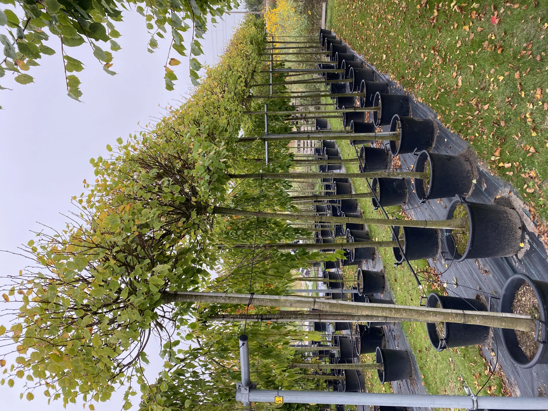Tilia cordata 'Green Globe' ( Lipa drobnolistna 'Green Globe')