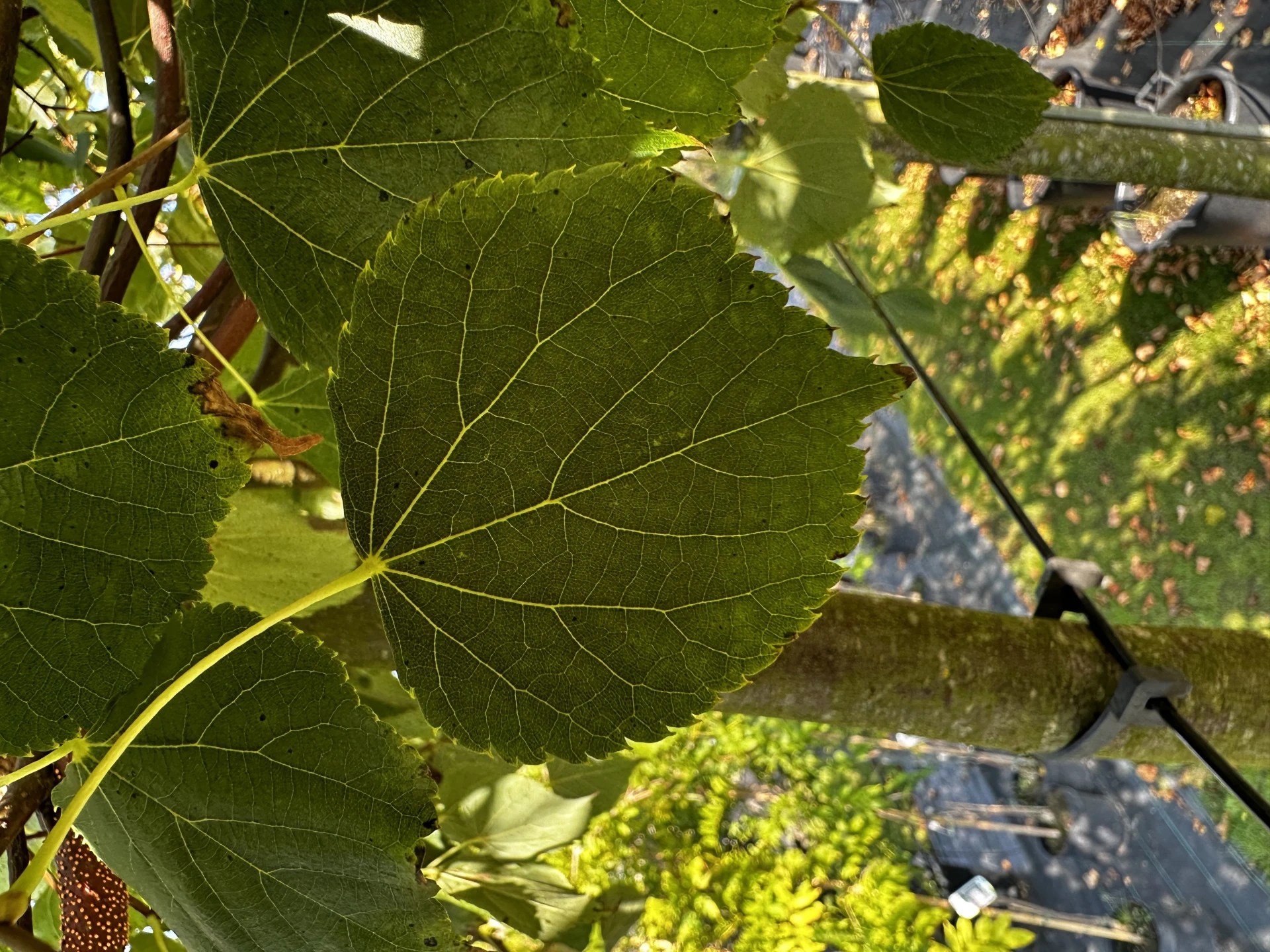 Tilia cordata 'Green Globe' ( Lipa drobnolistna 'Green Globe')