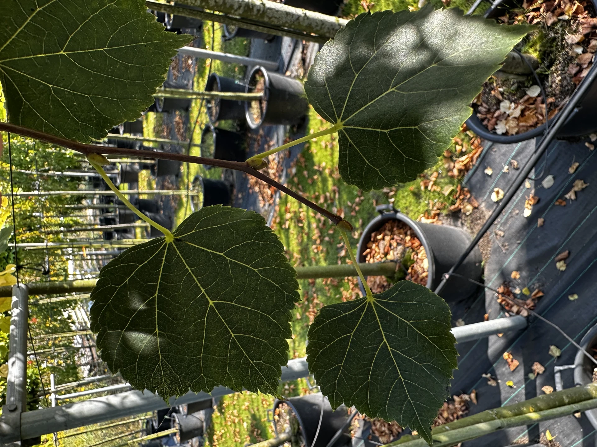 Tilia cordata 'Green Globe' ( Lipa drobnolistna 'Green Globe')