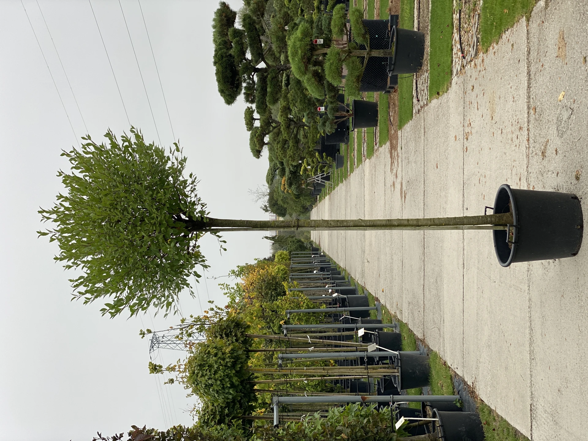 Prunus × eminens 'Umbraculifera' (Wiśnia osobliwa 'Umbraculifera')
