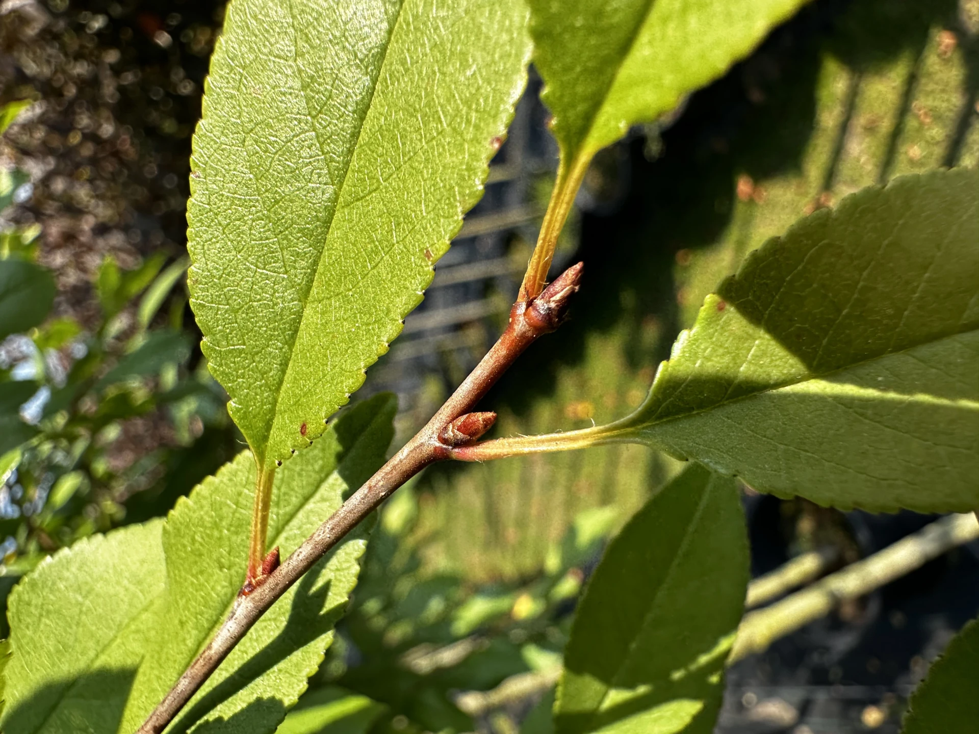 Prunus × eminens 'Umbraculifera' (Wiśnia osobliwa 'Umbraculifera')