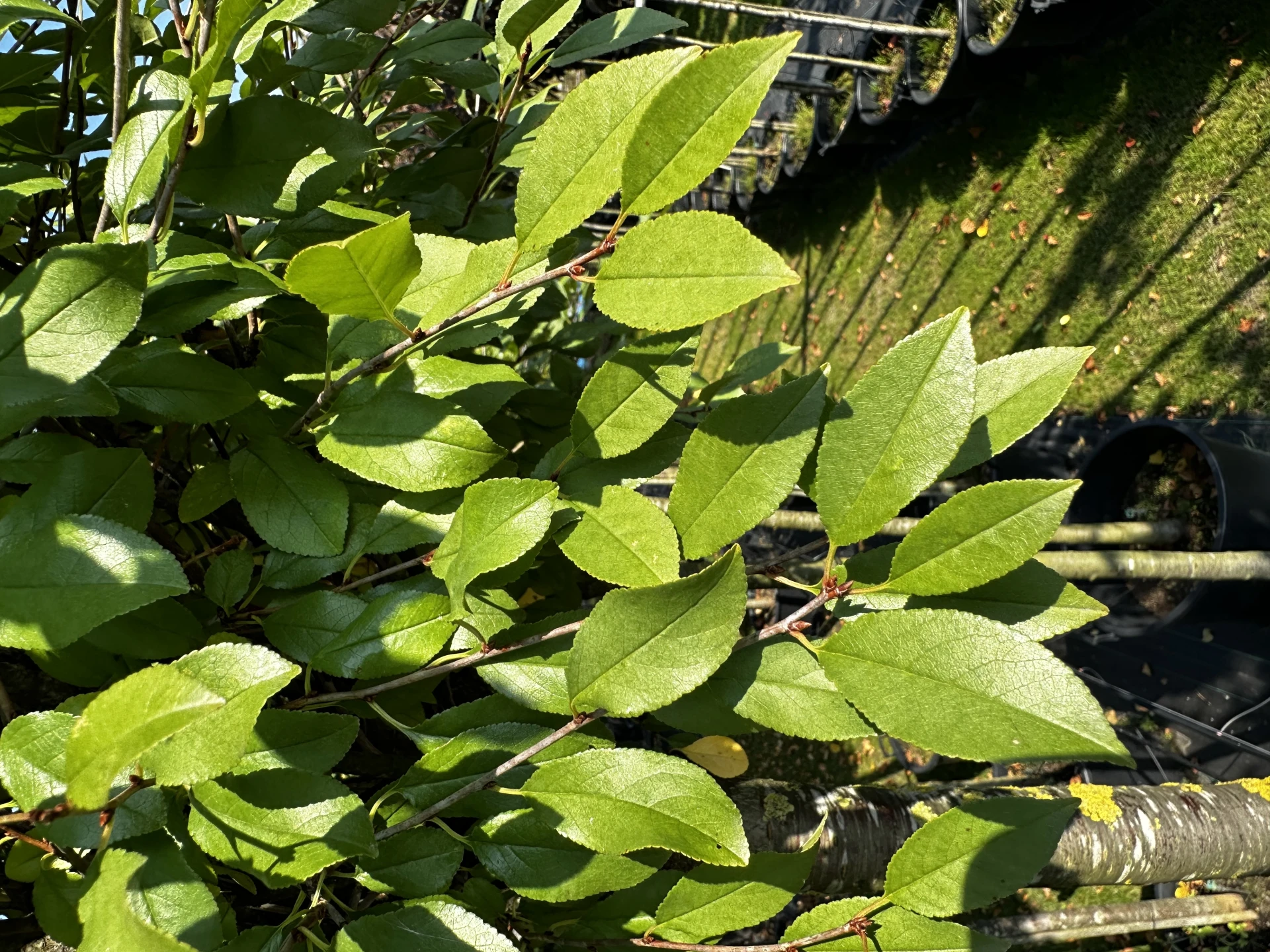 Prunus × eminens 'Umbraculifera' (Wiśnia osobliwa 'Umbraculifera')