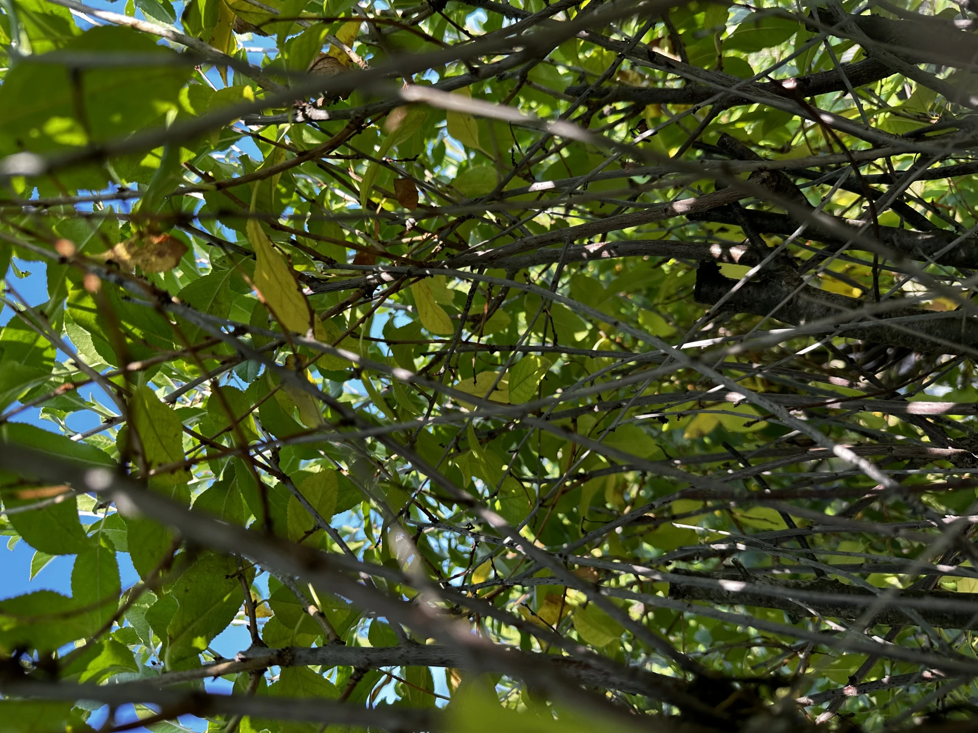 Prunus × eminens 'Umbraculifera' (Wiśnia osobliwa 'Umbraculifera')