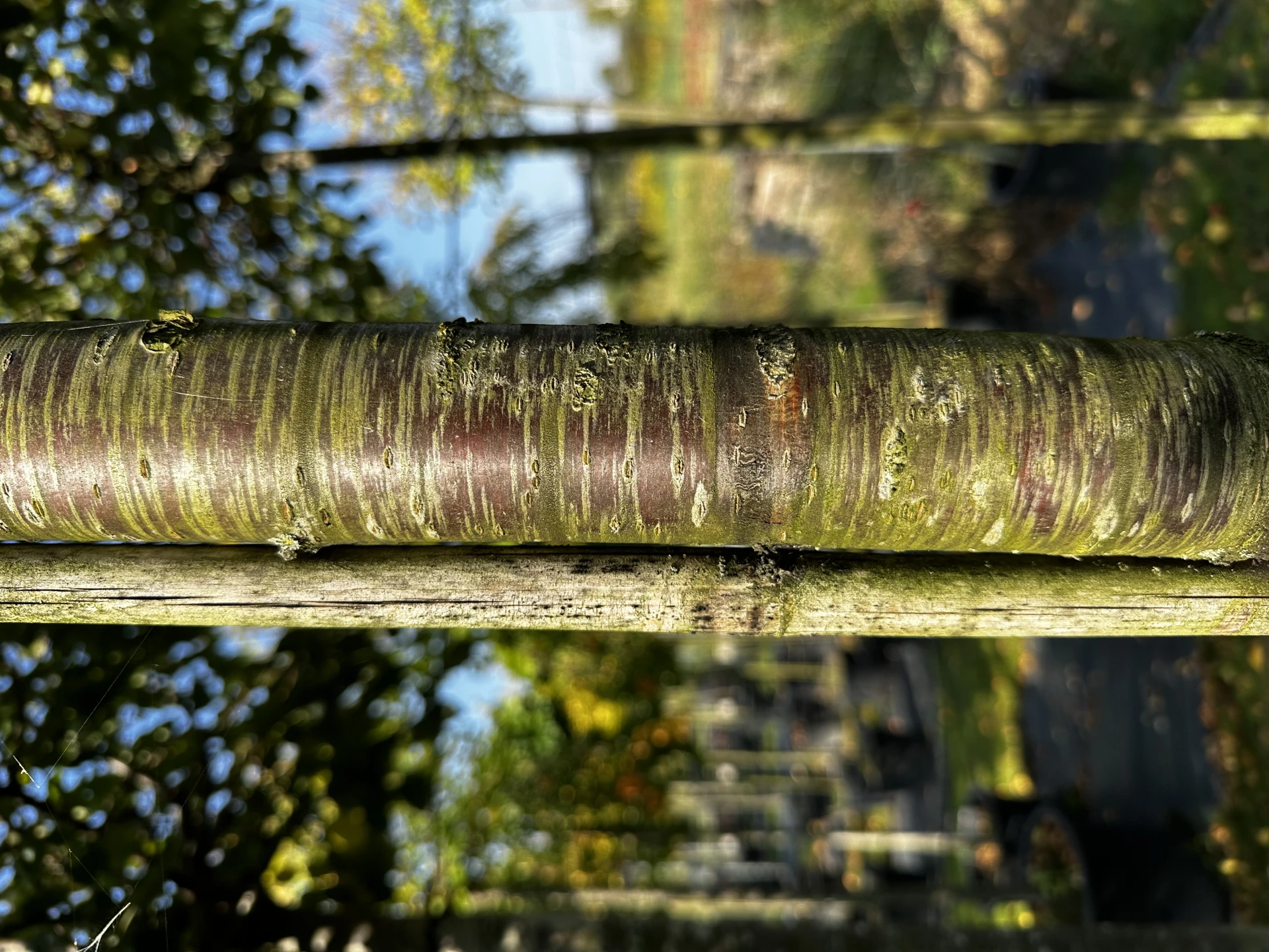 Prunus × eminens 'Umbraculifera' (Wiśnia osobliwa 'Umbraculifera')