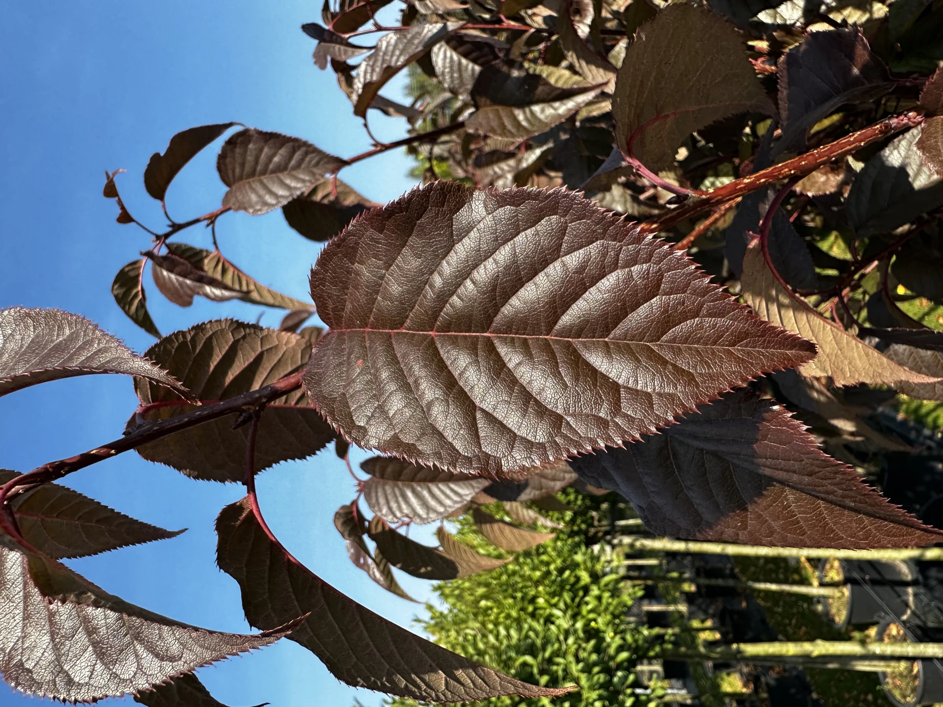 Prunus serrulata 'Royal Burgundy' (Wiśnia piłkowana 'Royal Burgundy')