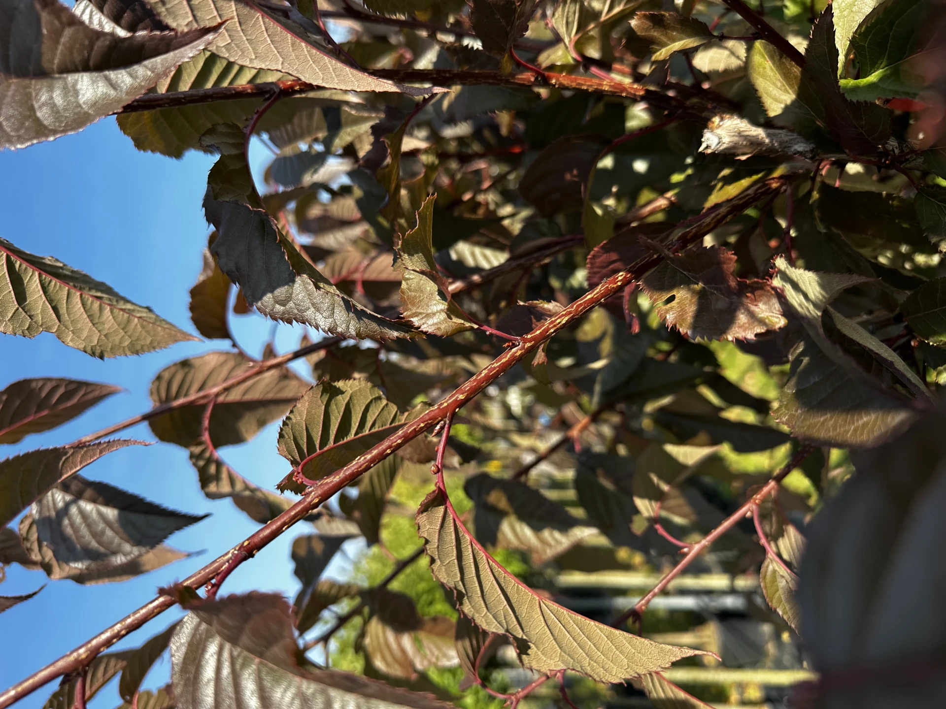Prunus serrulata 'Royal Burgundy' (Wiśnia piłkowana 'Royal Burgundy')