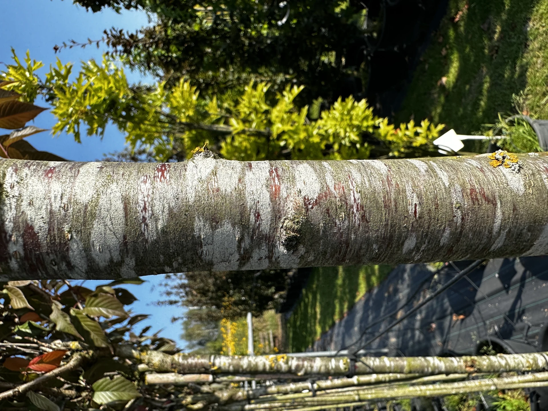 Prunus serrulata 'Royal Burgundy' (Wiśnia piłkowana 'Royal Burgundy')