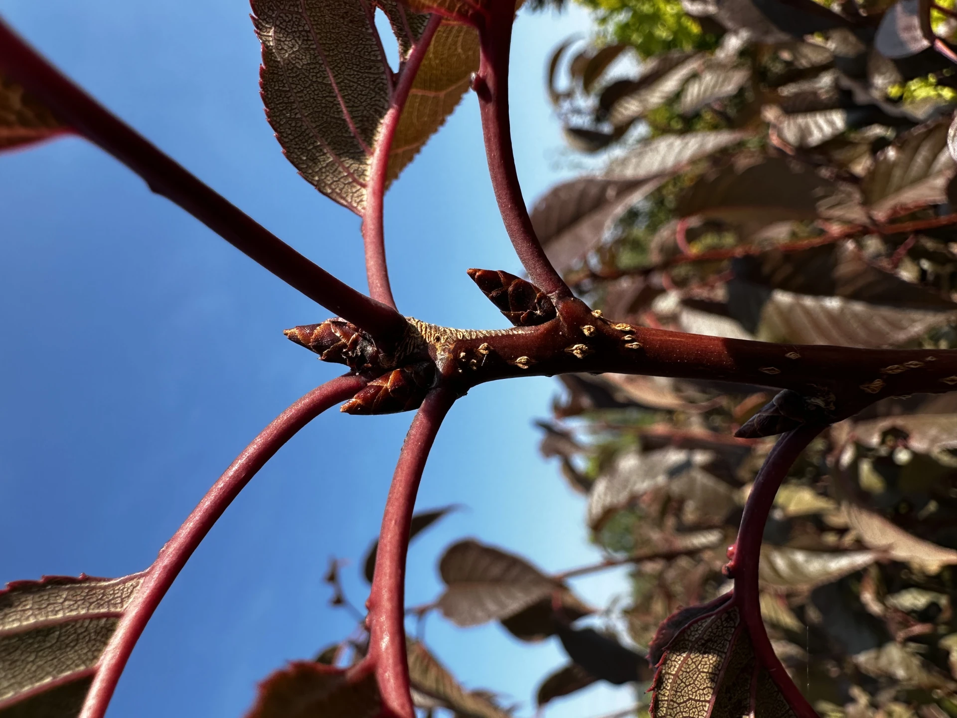 Prunus serrulata 'Royal Burgundy' (Wiśnia piłkowana 'Royal Burgundy')