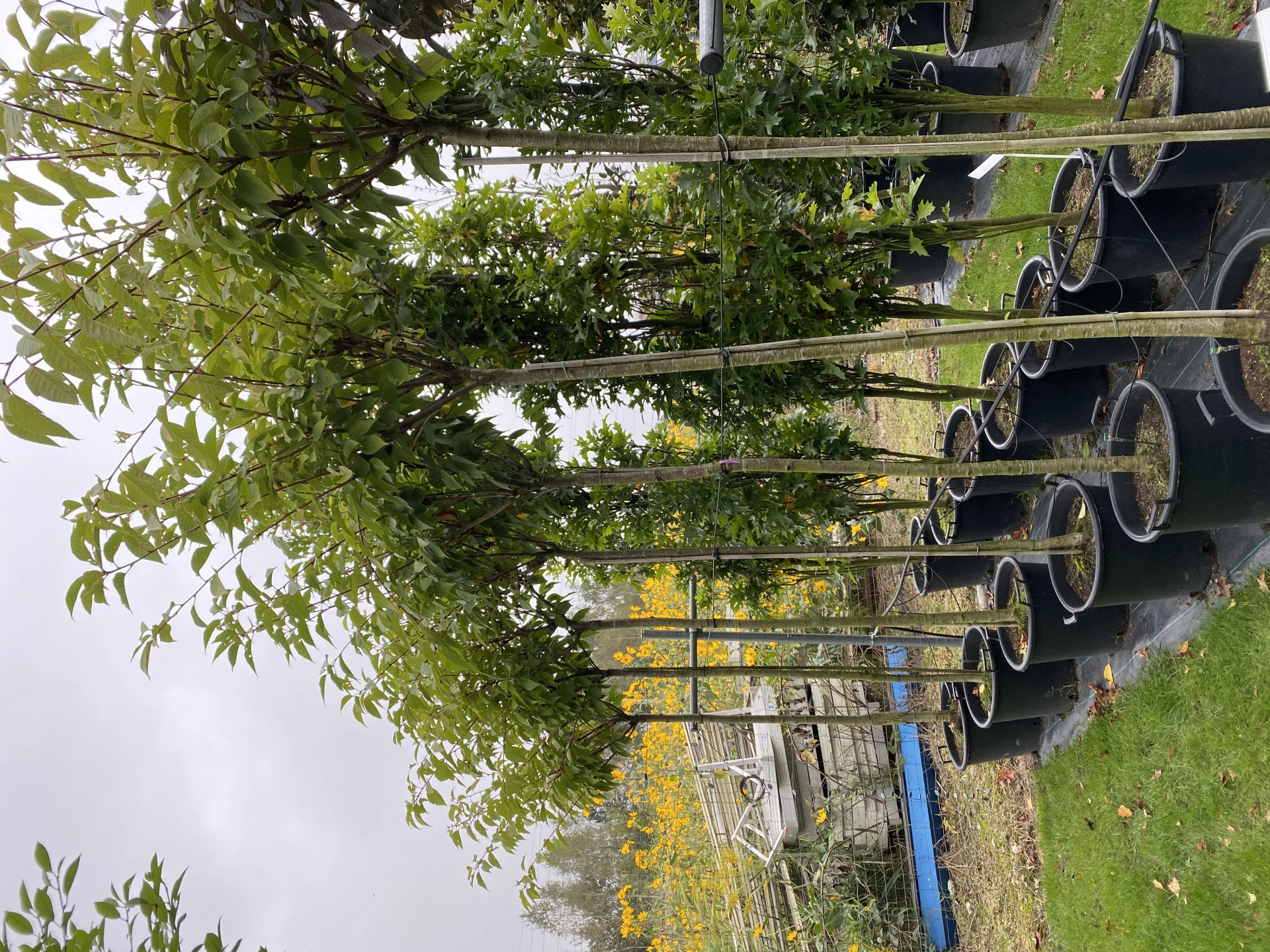 Prunus serrulata 'Kanzan' (Wiśnia piłkowana 'Kanzan')