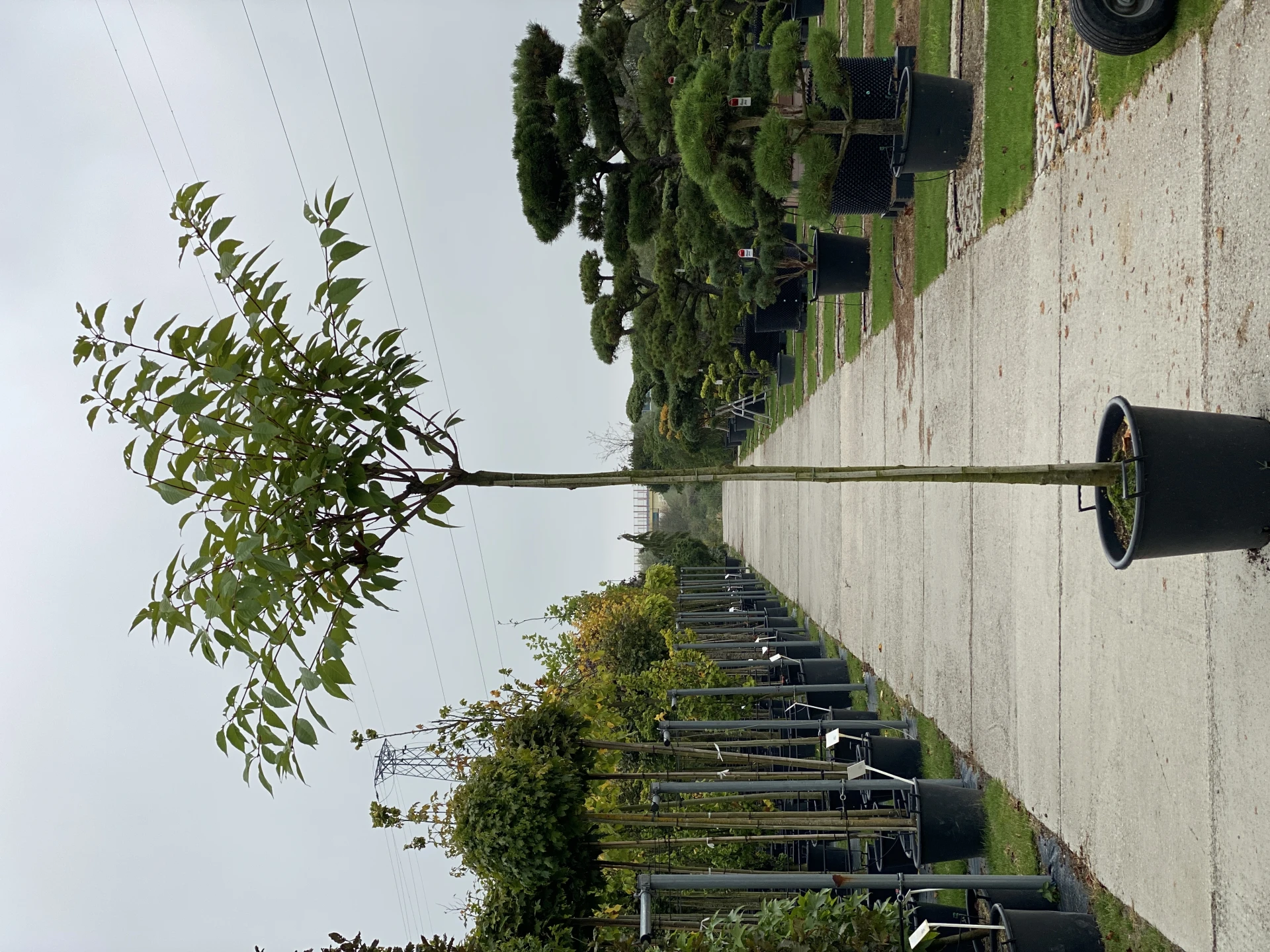 Prunus serrulata 'Kanzan' (Wiśnia piłkowana 'Kanzan')