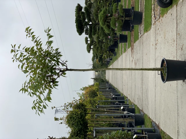Prunus serrulata 'Kanzan' (Wiśnia piłkowana 'Kanzan')